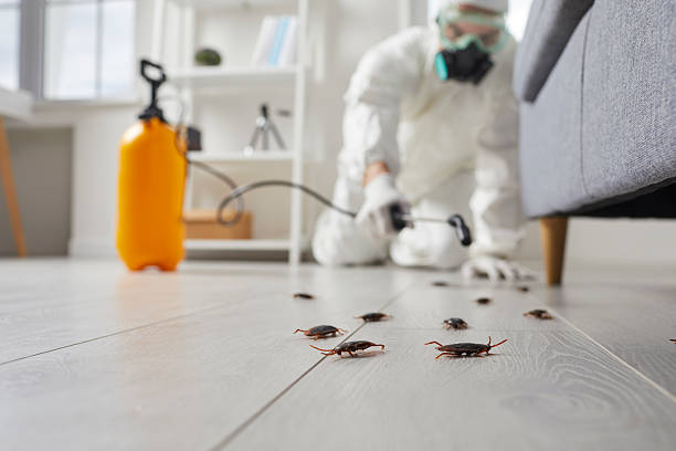 Post-Treatment Bed Bug Interceptor Monitoring in Pretty Bayou